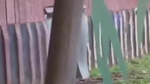 It started to rain in the zoo And.... #shorts #shortvideo #video #virals #videoviral