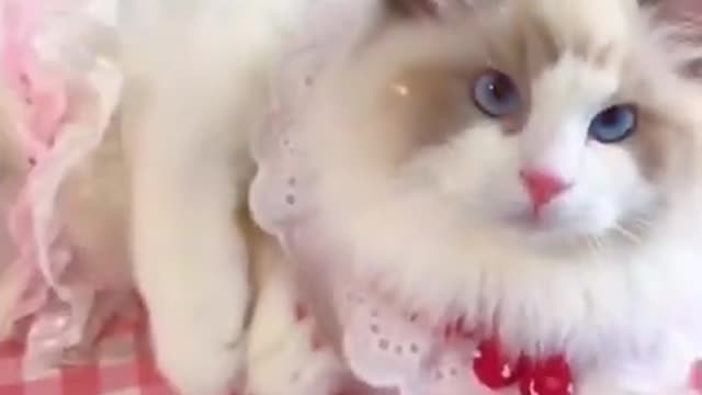 Funny Cute Cats Videos l Cute Baby Cat