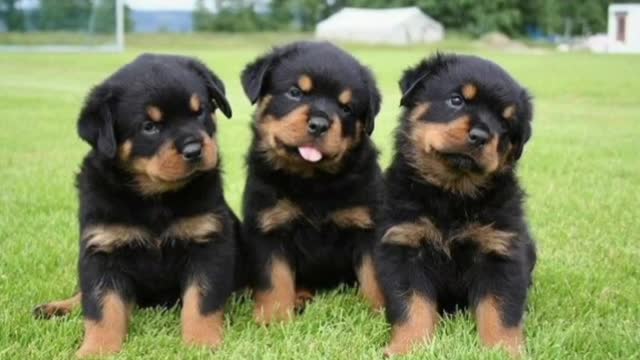 Rottweiler dog