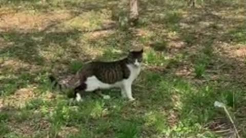 Cat outing in the park