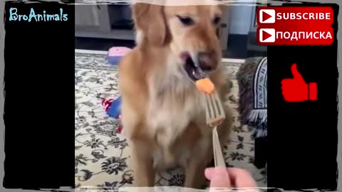 Cute Animals Compilation 😁Funny Animal World Pets, 😻 Cats and 🐶 Dogs Reaction situations 🐕 🐈 🐦