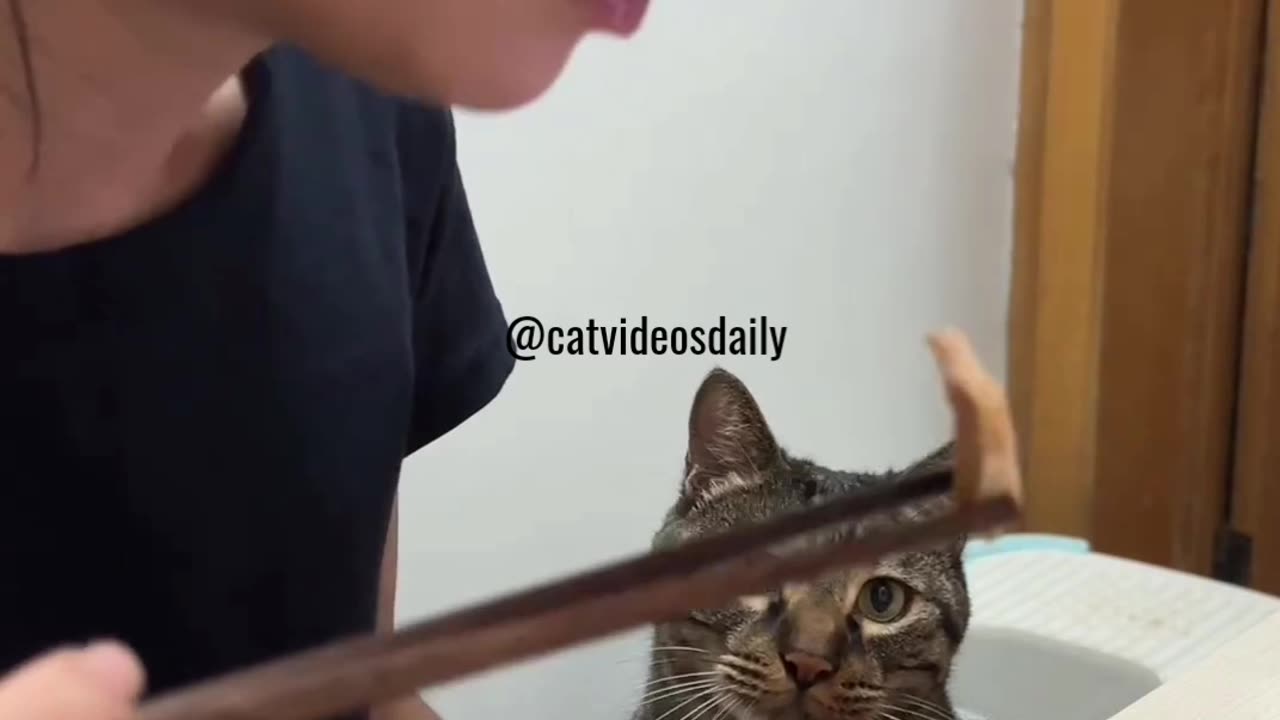 Hungry Cat Video