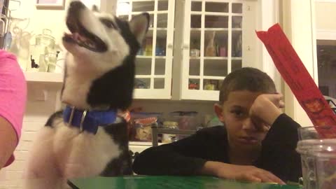 Husky tried to cheer kid up