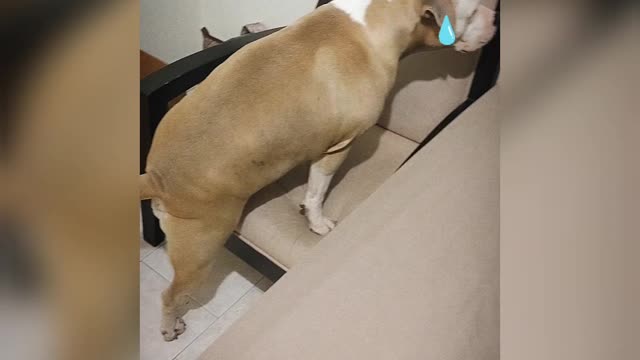 😁 Adorable Chubby dog struggles to climb on chair 😂