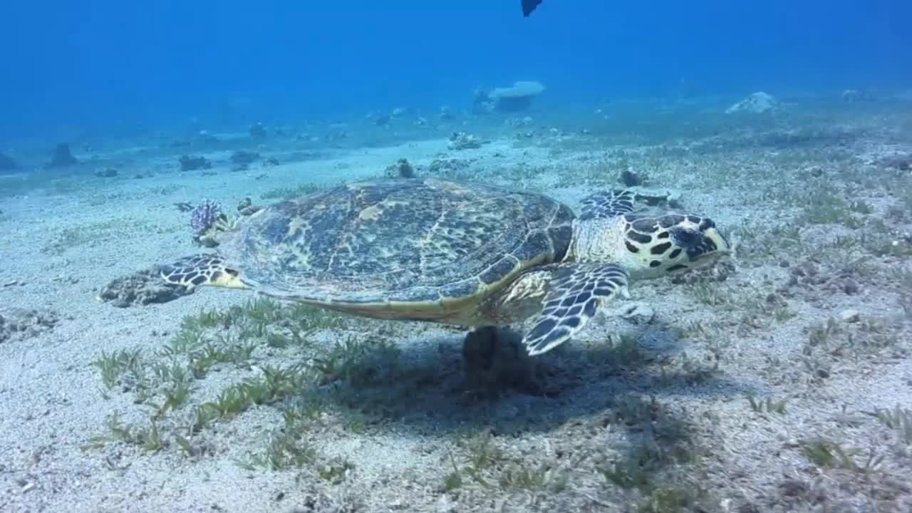 Turtle in the sea