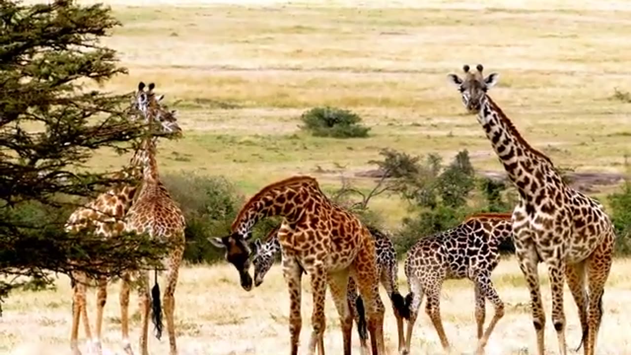 AFRICAN GIRAFFE IN THE WILD ! FULL HD FOOTAGE !!!!