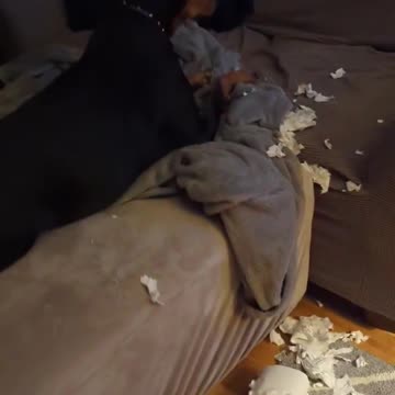 Doberman Has Separation Anxiety