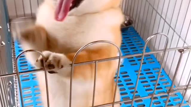 You've worked hard all day. I hope seeing this dog will make you happy
