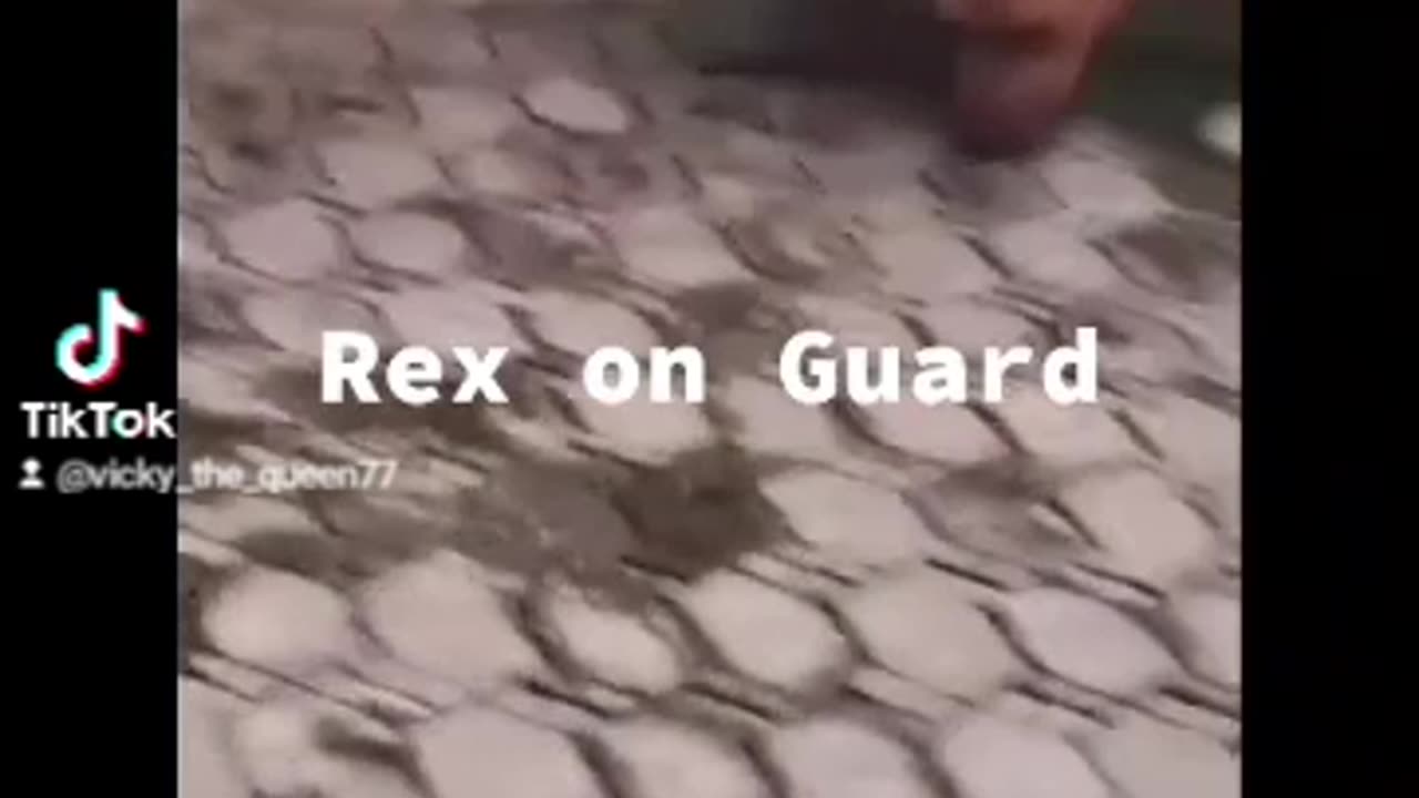 Rex on Guard