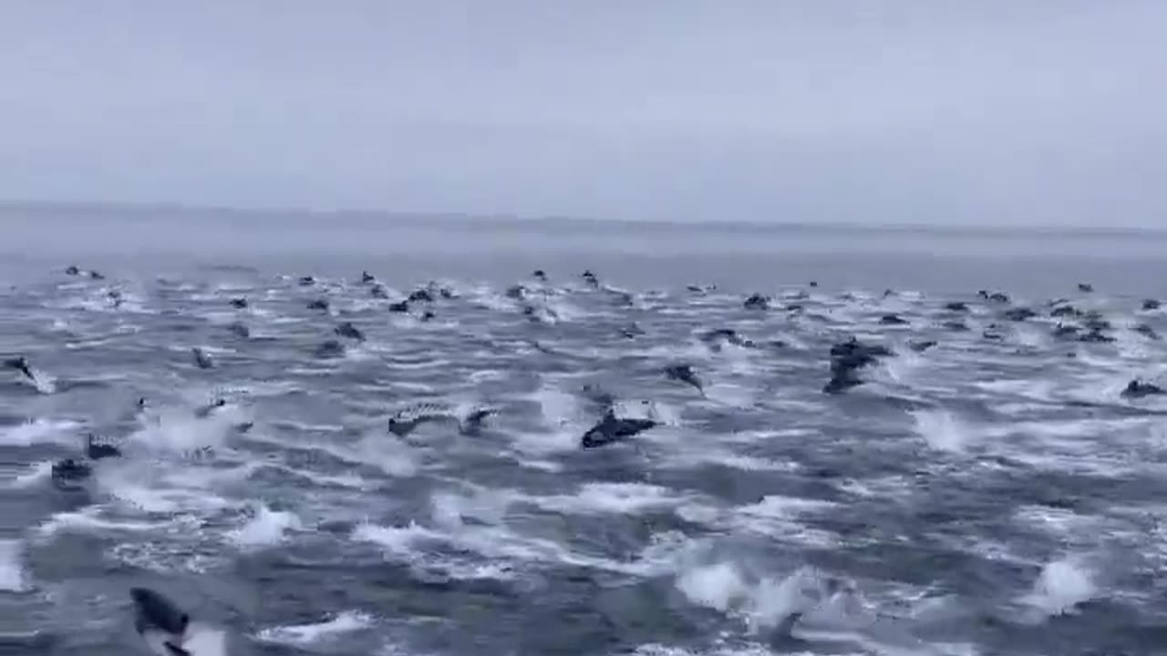 This dolphin stampede was spotted along the coast in. Just perfect.