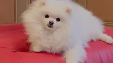 20190526文贵先生视频²：SNOW做啥美梦了