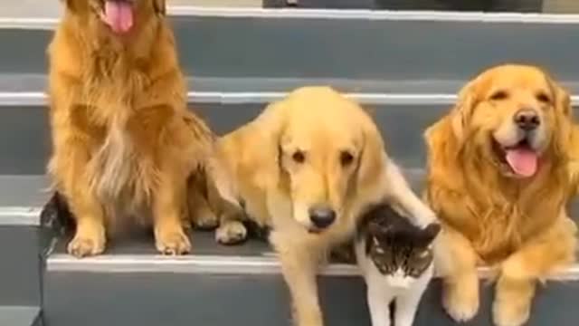 What is the friendship between a cat and a 🐶🐕🐈😍🥰