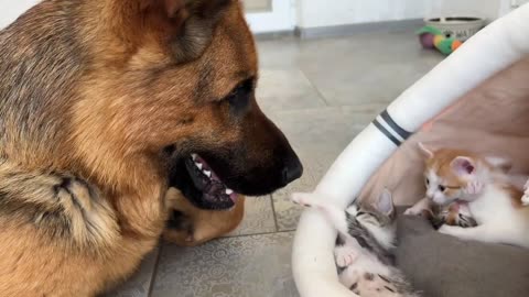 Gentle German Shepherd Plays with Baby Kittens