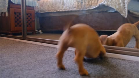 Cute puppy playing