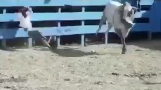 The clever and furious cow used her latest trick to injure the spectator.