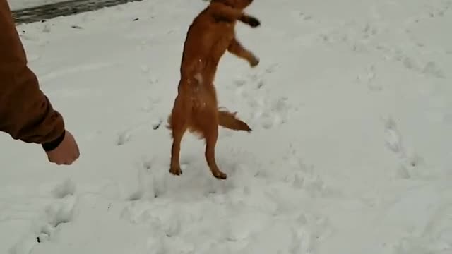 Collab copyright protection - golden retriever misses catch snow