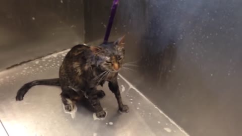 Cat says...no more shower.