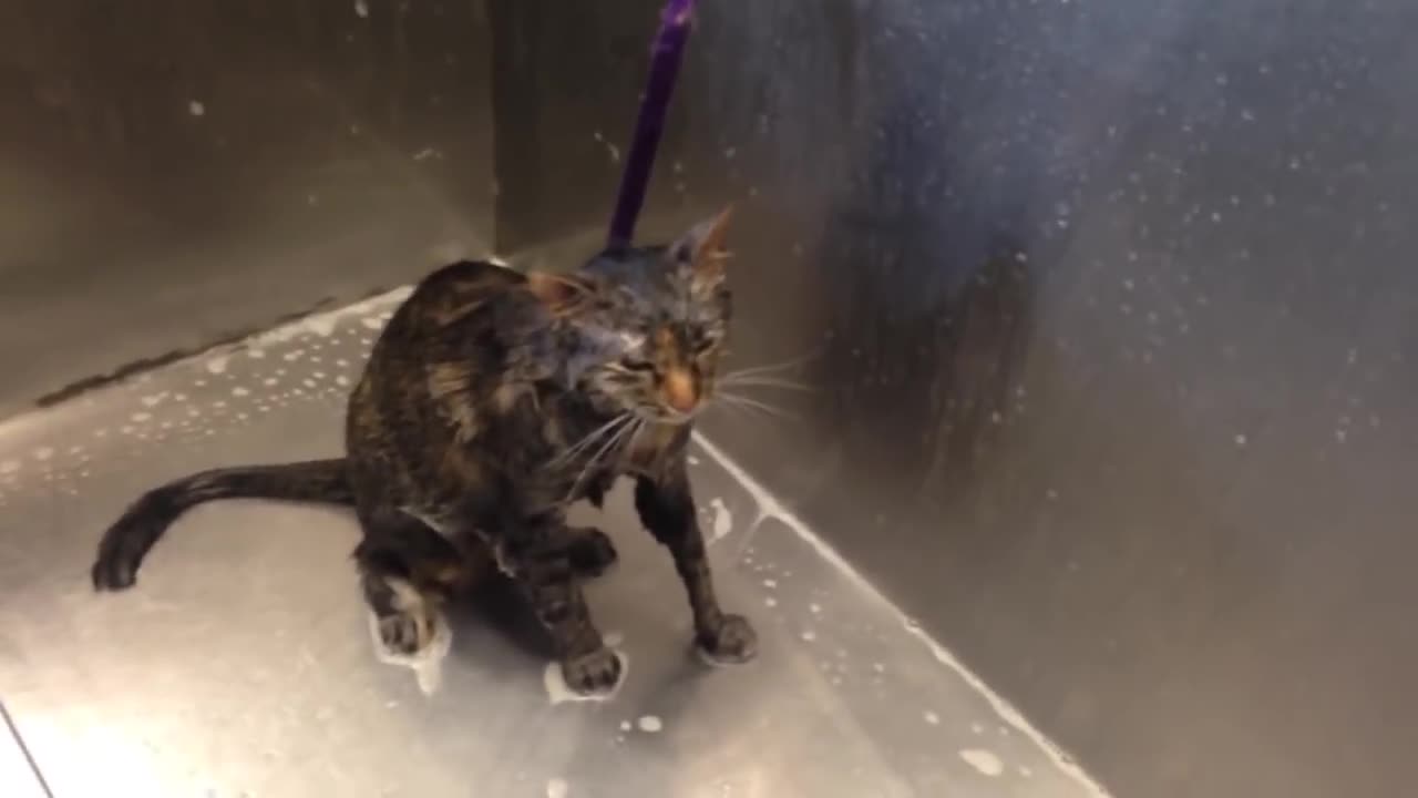 Cat says...no more shower.