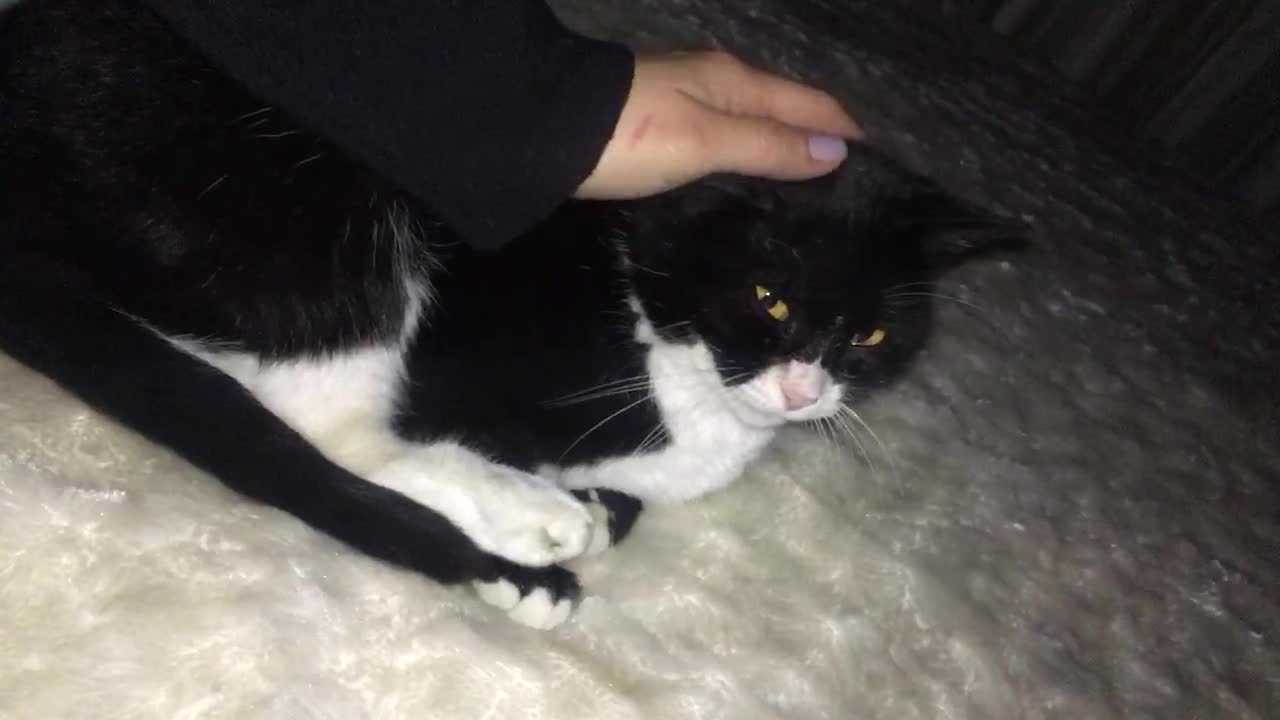 Mewing (kitty cat)