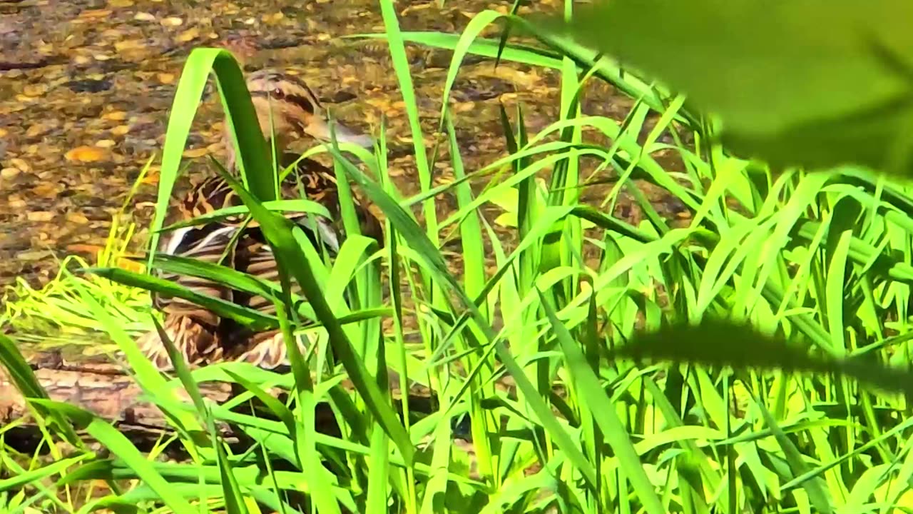 Ducks chilling at a small stream / pair of ducks in the water.