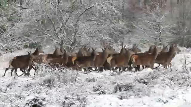 deer 🦌 wildlife netural beauty video