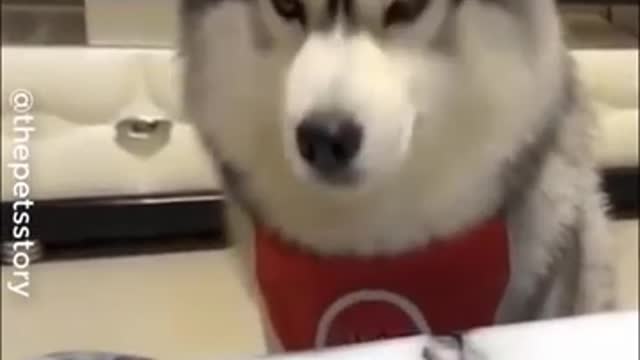 Funniest 😆 dogs 🐕 reaction when they are getting little foods