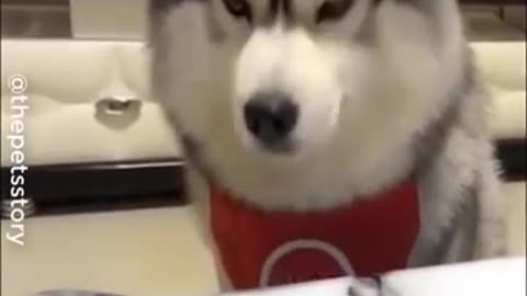 Funniest 😆 dogs 🐕 reaction when they are getting little foods