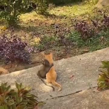 Mango friends monkey vs kitty