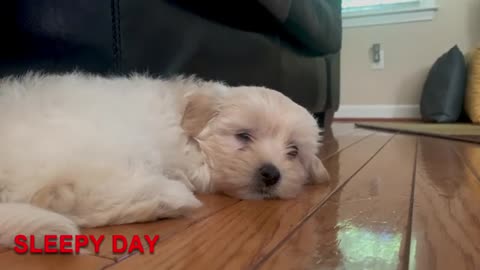 funny cute puppies