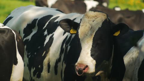 Cows drinking water im group