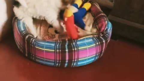 He loves fighting with stuffed animals.