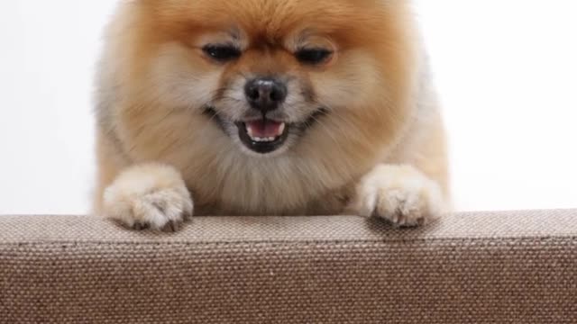Dog on that sofa