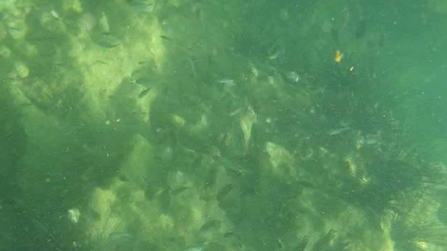 Snorkeling in the Thai sea.