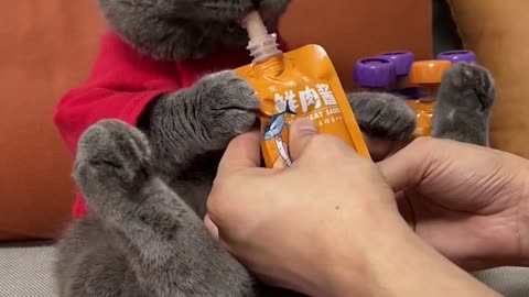Cat eat