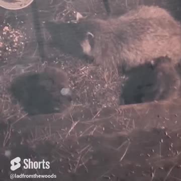 More early morning moments with Sunny The Raccoon and her kits