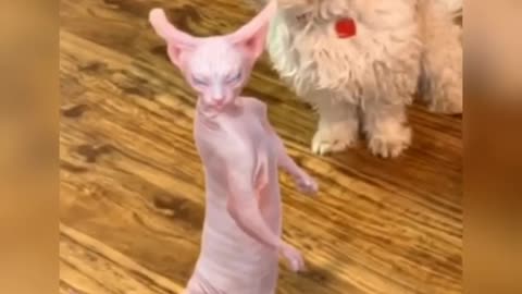 Try not to laugh of the pet
