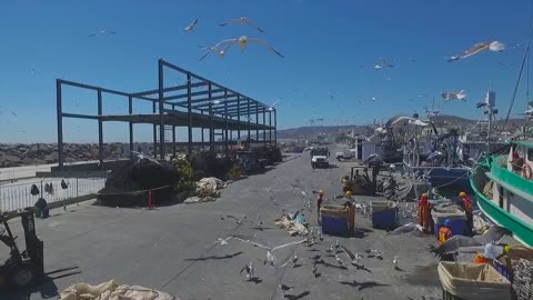 Bluefin Tuna of Ensenada (4K UHD)