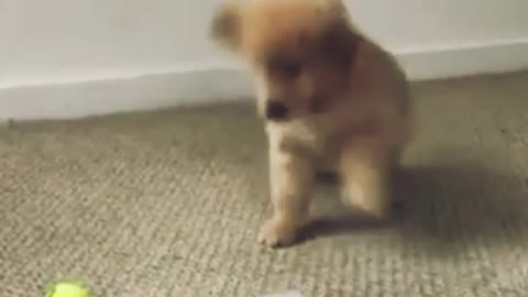 A cute puppy is entertaining with ball