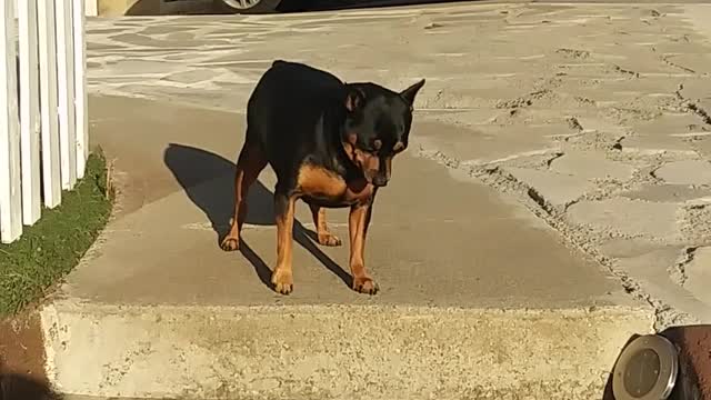 a friend encouraging his pet dog to go down the stair steps