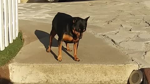 a friend encouraging his pet dog to go down the stair steps