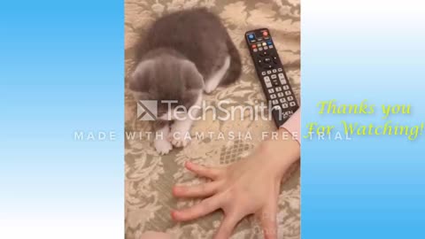 Cute Pets And Funny Animals Compilation #1 - Funniestcreatures