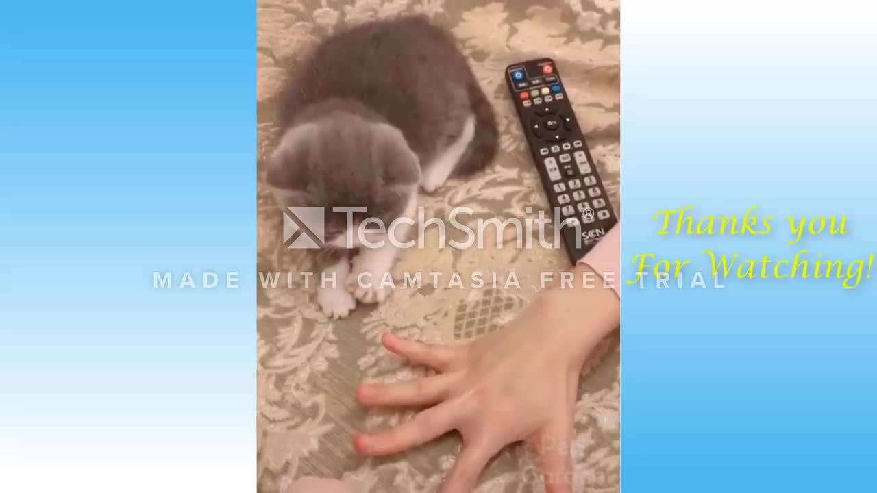 Cute Pets And Funny Animals Compilation #1 - Funniestcreatures