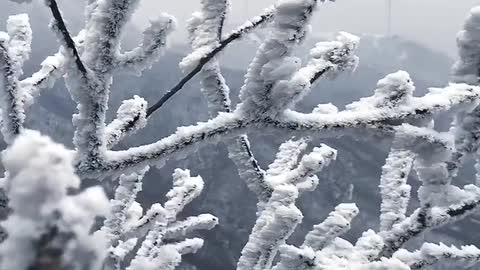 In the early morning of winter, the tree is full of tree hangings, like little hands