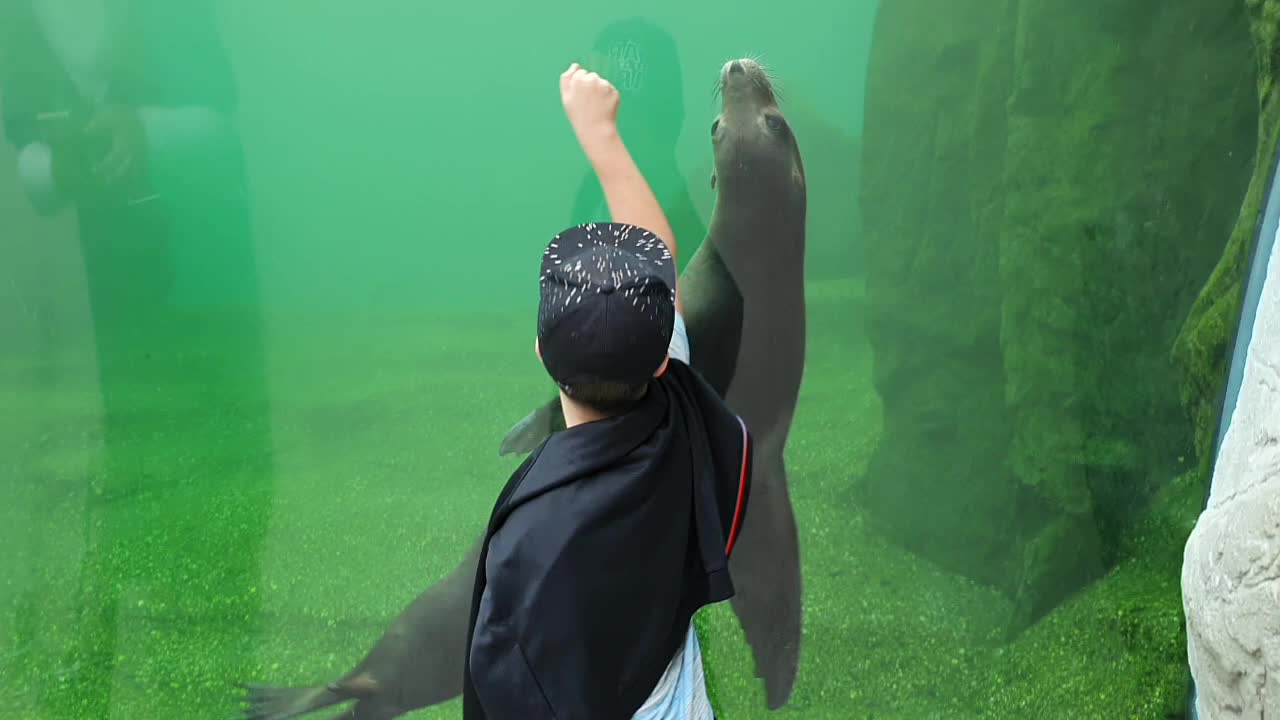 Fur seal playing with the boy