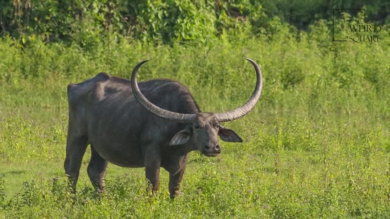 Interesting facts about wild water buffalo by weird square