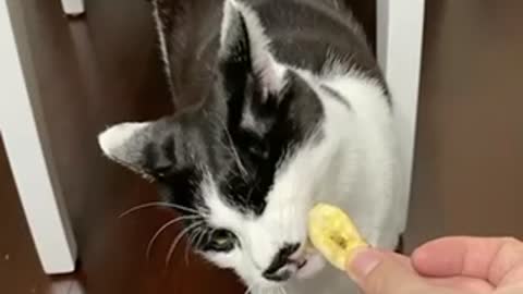 My cat like banana