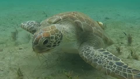 Wildlife