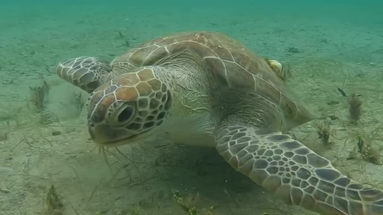 Wildlife