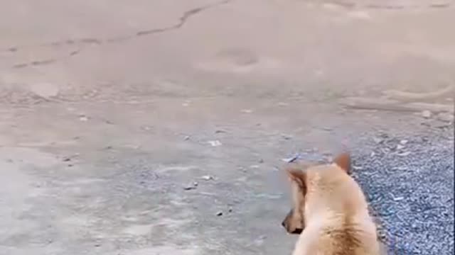 Funny Dog