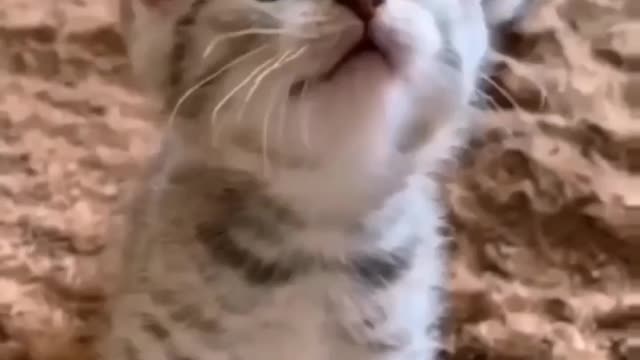 This little cute cat lion style